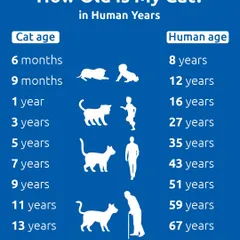 How old is your cat in human years? This chart provides a quick conversion, showing that a 1-year-old cat is like a 16-year-old teenager, and a 15-year-old cat is a wise 75-year-old senior.
