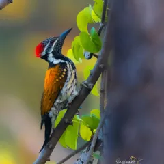 A Black-rumped Flameback woodpecker pauses on a branch, its bright red crest and golden back on full display. The composition uses natural framing to draw the eye.