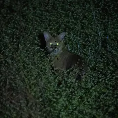 The glowing eyes of a Jungle Cat peering through the bushes at night. This photo captures the mysterious and thrilling atmosphere of a night trail.