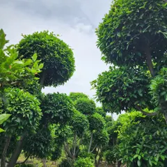 A closer view of the dense, healthy foliage of our Ficus Retusa Topiaries. We ensure each plant is perfectly shaped and cared for.
