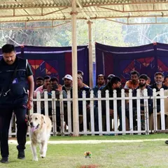 A handler and his Labrador demonstrate the 'Heel' command in the competition ring at the Ooty Dog Show. This requires perfect synchronization and focus between dog and handler.