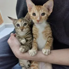 A ginger and a tabby kitten, both 3 months old, posing for the camera. They are siblings and best friends.