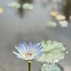 An artistic shot of a day-blooming water lily, with its reflection and the lily pads creating a painterly effect on the water's surface.