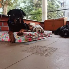 A picture is worth a thousand words. With clear boundaries, consistency, and trust, my boy Simba, who had a bite history, has turned into a gentle nanny for foster pups. No dog is ever broken; it just takes time and patience to see miracles like this.