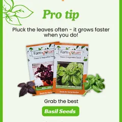 Here's a pro tip for growing basil: pluck the leaves often! The more you harvest, the faster and bushier the plant will grow. Grab my basil seeds to get started.