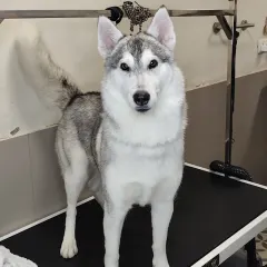 A stunning Siberian Husky posing on our grooming table. We have the experience and equipment to handle large breeds, ensuring they get a thorough cleaning and de-shedding.