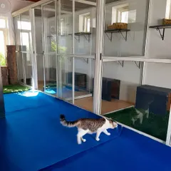 A guest explores the cattery common area. We provide a safe space for our feline friends to walk around and investigate outside of their private suites.