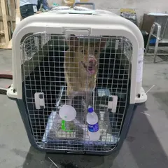 A happy Rolo peeking out from his travel crate, ready for his flight to Singapore. We ensure all manifest cargo crates are equipped with water and comfortable bedding for a safe international pet transport experience.