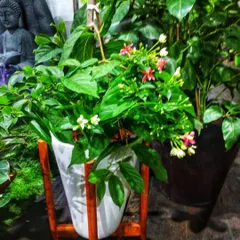 Here, a Madhumalti plant is displayed in a modern white planter with a wooden stand, showing how beautifully it can be styled for a contemporary outdoor space.