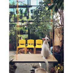 A wide view of our cattery space, featuring the swings, bright yellow chairs, and lots of plants. We designed this area to feel like a fun, enriching garden for our cats.
