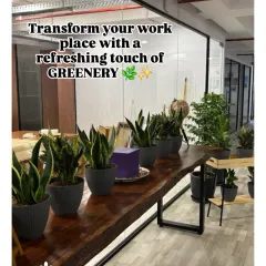 A row of Snake Plants (Sansevieria) on a live-edge wood table creates a natural, refreshing partition in this office. These plants are excellent air purifiers and require minimal maintenance, making them ideal for busy workplaces.