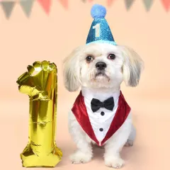 Turning one is a huge deal! This little lhasa apso looks so handsome in his tuxedo and party hat, ready for his first birthday photoshoot. I use props like number balloons to make the milestone clear and cute.