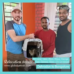 Our team with a client after successfully relocating his large family of cats from Dehradun to Bangalore. We specialize in handling even the most complex multi-pet moves.