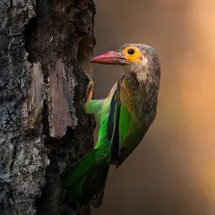 A Brown-headed Barbet at its nest, a testament to parenthood in the wild. I watched as it tirelessly flew back and forth, bringing food to its hungry chicks.