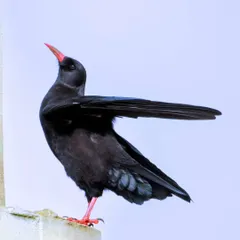 A slightly different angle of the Red-billed Chough, highlighting its bright red bill and legs which contrast sharply with its glossy black feathers.