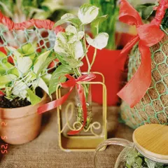 A close-up of a Valentine's gift arrangement. This one features a money plant cutting in a 'love' themed hydroponic vase, perfect for a desk or small space.