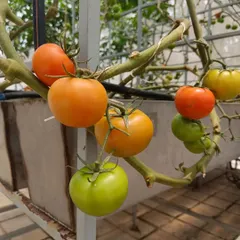 The beautiful range of colors on a single tomato vine, from deep green to vibrant orange. This shows the different stages of ripening you will get to see in your own garden.