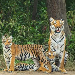 A complete family portrait of a tigress with her three cubs in the forests of India. Moments like these are rare and precious, showcasing the social structure and maternal bonds within these typically solitary animals.