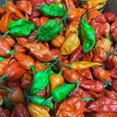 A fresh batch of Bhut Jolokia, or ghost peppers. I stock both the ripe red and the raw green varieties. They are extremely hot and are the key to making authentic, fiery Northeast chutneys and dishes.