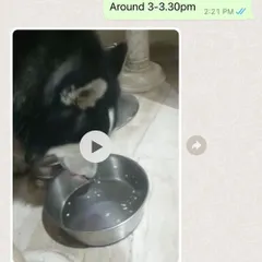 "Clean bowled." This simple WhatsApp message from Rudra's parent makes our day! We love seeing huskies and all other breeds enjoy our freshly cooked food.