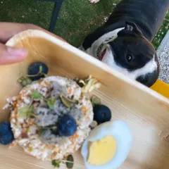 That look of pure anticipation. This is the moment right before a happy dog gets to enjoy a fresh, delicious, and healthy meal.