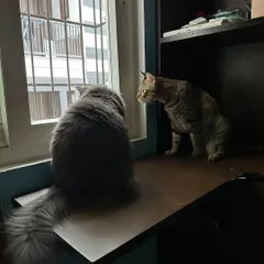 The two sisters, Noor and Muezza, looking out the window together. They are inseparable and find comfort in each other's company.