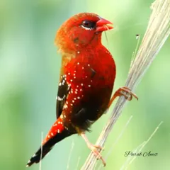 A close-up of the male Red Avadavat, showing the fine white spots on its brilliant red feathers. These birds are popular as cage birds, but seeing them wild and free is the real treasure.