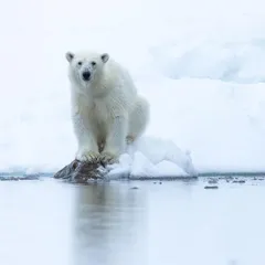 A young polar bear pauses on a rock at the edge of the Arctic sea ice in Svalbard. We use small expedition ships to get close yet respectful encounters like this, allowing for clean, high-key portraits that highlight the stark beauty of the polar realm.