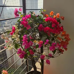 Another view of the gorgeous Bougainvillea, showing how it fills the balcony space with such vibrant energy against the city backdrop. It's a reminder that beauty can thrive anywhere.