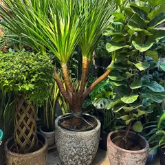 This plant cluster is just stunning. It combines a netted Ficus, a multi-stemmed Dracaena, and a Fiddle Leaf Fig, all in rustic planters. The mix of textures in both plants and pots creates a rich, layered look.