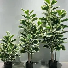 A set of three variegated artificial fiddle leaf fig trees of varying heights. These are very popular for modern home and office interiors.