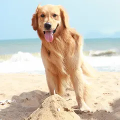 This shoot in Pondicherry was a dream! Whiskey the golden retriever had the best day helping build sandcastles and posing on the serene beach. I'm always ready to travel for the perfect water shoot.