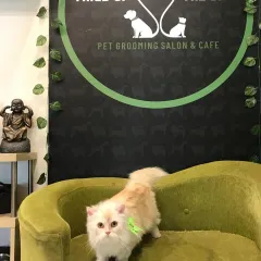 Auora the Persian cat is looking elegant and poised after her spa day. We handle long-haired cats with special care to prevent mats and keep their fur silky.