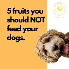 A clear and direct infographic to start our series on fruits that are not safe for dogs. We believe in providing simple, easy to understand information to help pet parents make safe choices.