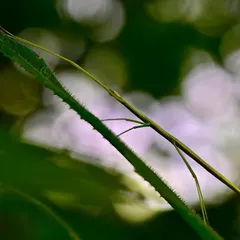 A Stick Insect photographed against a soft, out-of-focus background, highlighting its incredible form. My macro photography workshops teach you how to isolate your subject and reveal its unique details.