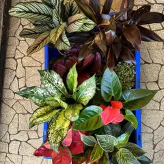A beautiful collection of indoor plants ready for delivery. This crate shows the rich variety we offer, including Calatheas, Aglaonemas, and Anthuriums, perfect for creating a vibrant indoor jungle with diverse colors and textures.