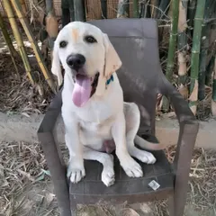 This is puppy Oscar, here for our basic obedience training program. He's a smart Labrador pup, and we're excited to help him and his family start their journey together on the right paw.