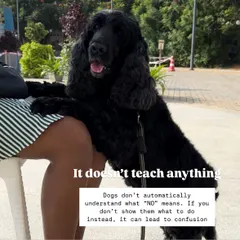Dogs don't automatically understand what "no" means. Without showing them what to do instead, the word just becomes confusing and doesn't teach them the correct behavior.