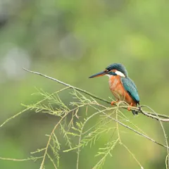 A Common Kingfisher perched patiently, waiting for the perfect moment to dive. Its turquoise and orange feathers stand out against the green foliage.