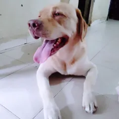 This is happy Simba, a lovely Labrador who stays with me. I make sure every dog gets lots of personal attention and belly rubs, so they always feel happy and loved during their stay.