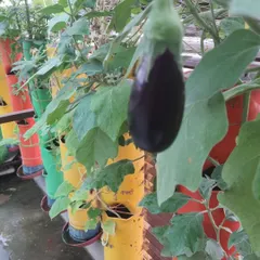 A perfect brinjal, grown in a vertical tower. A client sent this to me, and it shows how you can get excellent quality produce from a compact setup.