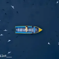 A moment of peace on the Yamuna ghat. This top-down drone shot captures a lone boat surrounded by a flock of Siberian birds, creating a beautiful, artistic pattern on the water.