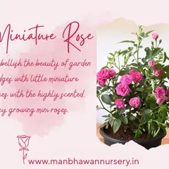 Our Miniature Roses are perfect for adding charm to garden hedges or small pots. These easy-growing mini roses are highly scented and produce an abundance of tiny, beautiful flowers.
