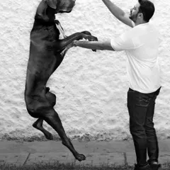 A beautiful moment of connection between Sabbath and his owner. This playful, mid-air pose shows the trust and bond they share, creating a dynamic and heartwarming image.
