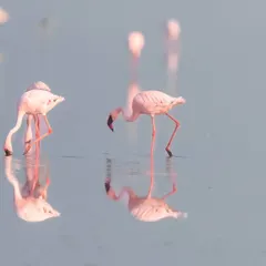 A closer look at the Lesser Flamingos feeding. Their unique, bent bills are specially adapted to filter-feed on algae and small crustaceans.