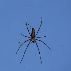 A full-body shot of the Giant Wood Spider, showcasing its long legs and the golden stripe down its back. These spiders weave huge, strong webs that are marvels of natural engineering.
