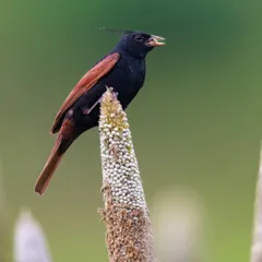 A Crested Bunting feeds on maize grains. These birds, along with Vernal Parrots and Rosefinches, often flock together to feed in agricultural fields.