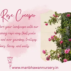 Rose creepers add a touch of romance and elegance to any landscape. I can use these stunning vines to adorn walls, fences, trellises, and gazebos, creating a beautiful vertical display of blossoms.