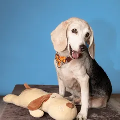 A classic studio portrait doesn’t have to be stiff. With a simple blue backdrop, Seenu’s happy expression and adorable head tilt become the main event, showing off his sweet personality.