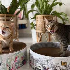 My cats enjoying their scratcher featuring my 'Mumbai Meri Jaan' print. It’s fun to see elements of the city, like the auto-rickshaws and old buildings, become a piece of functional art right in my living room.